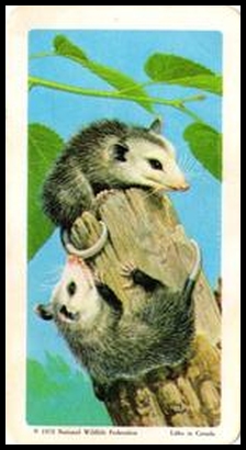 72BBATY 3 Opossum